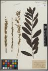 Foto von Salix purpurea L. x Salix viminalis L.